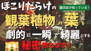 【葉を一瞬で綺麗にする方法】観葉植物の葉が綺麗にならなくてお困りの方、一瞬で綺麗にする秘密教えます！