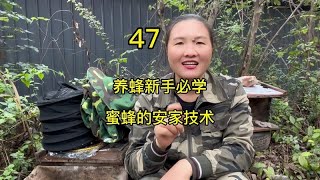 新手养蜂必学的3大要点，今天分享其一，蜜蜂的安家技术