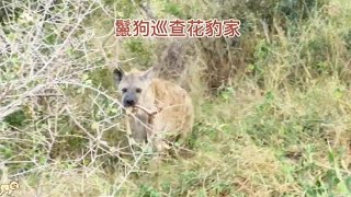 鬣狗主任来到花豹家里，拿走一根骨头就离开了#野生动物零距离