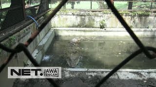 Beginilah keadaan buaya muara di Taman Satwa Jurug Solo -NET JATENG