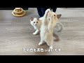 充電器を見るとテンションが上がっちゃうラグドールの子猫がこちらです