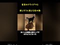 ２匹の猫と盲目のアライグマ！