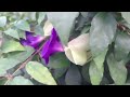 thunbergia erecta flower