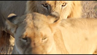 Orpen Male Lions Conquer the Mbiri Pride! | 100th Episode Special