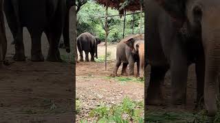 వైజాగ్ జూ పార్క్ #elephant#zoo#vizag#travel#animal#vlog#shorts#ytshorts