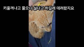 5남매중. 젤로순하네요 ㅡ한달동안 다른집 수퍼 에서지내다가 택배아저씨가 편의점고양이 같다고 전화가와서 가보니 집나간 우리 망고였네요