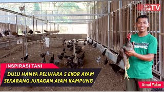 Sukses Ternak Ratusan Ayam Kampung dengan Kandang Semi Intensif