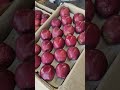 किन्नौर सेब का थोक मंडी रेट azadpur mandi delhi trending frutas apple mandibhav