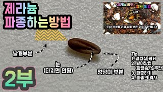 (제라늄#53)_🌷제라늄파종하는방법 2부🌱파종 후 귀여운 제라늄 생사 확인 / 한국제라늄(Geranium),펠라고늄(Pelargonium) 🌱 한국변종, 한국제라늄,유럽제라늄