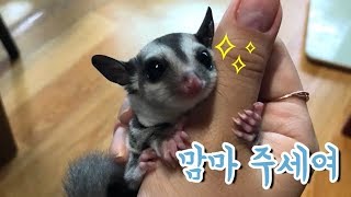 [슈글리] 아기 슈가글라이더는 무엇을 먹을까?_요거트 먹방