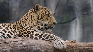 Leopard | Leopard in the jungle | 4K Video