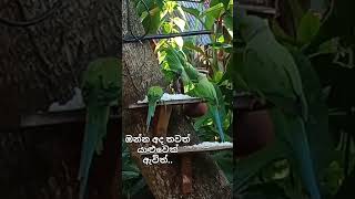 ලස්සනයි නේද..