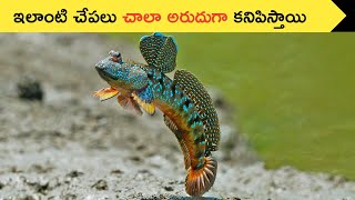 ఇలాంటి చేపలు చాలా అరుదుగా కనిపిస్తాయి | Mud skipper fish | #shorts