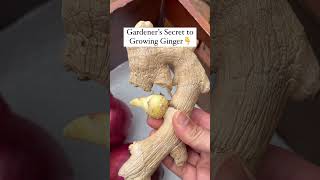 Placing ginger with onions in the pantry will make them sprout asap! Seed ginger for you! #gardening