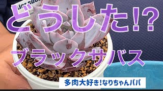 【多肉植物】【ガーデニング】ブラックサバスが⁉️    多肉大好き！なりちゃんパパ　多肉奮闘記その142