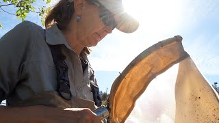 River Food Webs Research Project on the Klamath River Following Largest Dam Removal in U.S. History