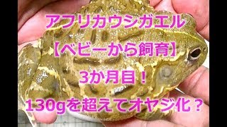 【アフリカウシガエル】ベビーから飼育3ヶ月経過、130gを超えてオヤジ化？！Pyxicephalus adspersus-African bullfrog