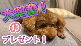 愛犬も飼い主も大興奮のプレゼントが届いた！【トイプードルそぼろ＆ニコ】