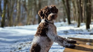 Lagotto Romagnolo – Natural Truffle Hunter in Training! 🍄🐾