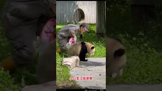 #大熊猫 #panda 神树坪大熊猫汪佳崽崽