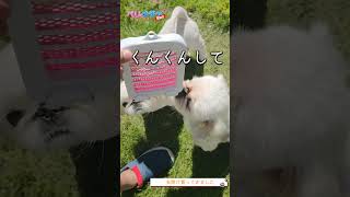 S226『虫除け買ってきました』【ベリとナチャ ほっこりペキニーズ】#犬のいる生活 #犬 #dog #ペキニーズ #ベリザベス #ナチャテリーヌ #癒し #可愛い #いぬ