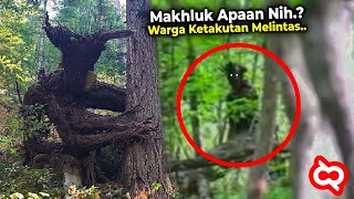 Meski Terekam Jelas Masih Banyak yang Gak Percaya! Penampakan Makhluk Aneh di Tengah Hutan