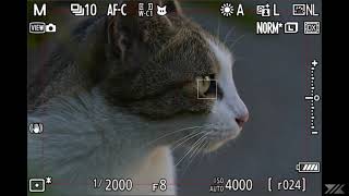 Nikon Z9 : Animal detection : Cat