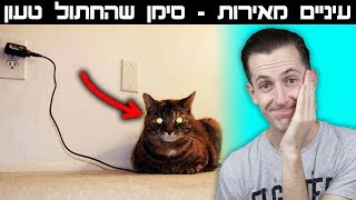 האמת הנסתרת על חתולים