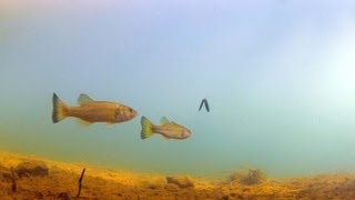 ワームにブラックバスがヒット！！【水中映像】