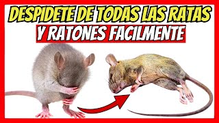 Como ELIMINAR TODAS las ratas y ratones muy FACILMENTE con veneno casero | Gio de la Rosa