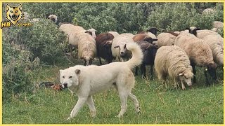 Aboriginal Mountain Shepherd Dog Of Albanian