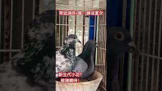 南冠鴿係X港口唯一歸返直女 #pigenos #賽鴿 #恆盟賽鴿網