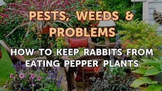 How to Keep Rabbits From Eating Pepper Plants