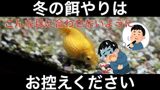 【失敗しない】冬の餌やりについて解説します