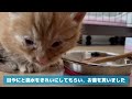 生後1ヶ月の子猫を保護しました