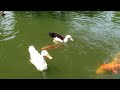 potong bebek angsa cover lagu bebek wek wek bali bebek putih berenang the duck video duck song