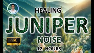 Healing Juniper Green Noise | 12 Hours | BLACK SCREEN | Migraine, Gout, Tinnitus \u0026 Arthritis Relief