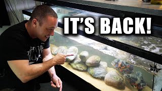 The oscar aquarium is BACK!!!