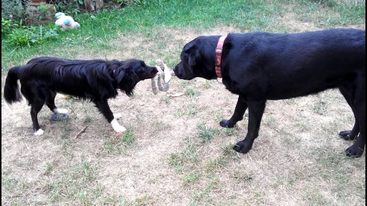 Dogs Play Tug Of War Youtube