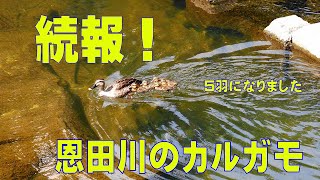 【野鳥観察】2023/05/05恩田川のカルガモ7羽組みは下流域で親子5羽組みとなり川藻を啄んでいました。一時期4羽に減ったとの情報が5羽組で遊泳。あとは天敵に襲われ無ければ良いのですが～～