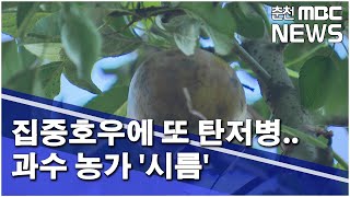 [춘천 MBC](R)집중호우에 또 탄저병 과수 농가 시름_이송미기자