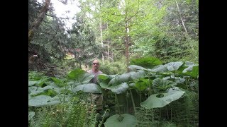 Giant Jungle Like plants on our island in the North Pacific