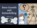 Bone Growth and Remodeling of Bones | Novice Medic