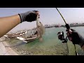 catch and release fishing l around in corniche doha qatar