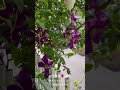 【sd動画】2024年5月17日 薔薇が満開です。 flowers garden 癒し 自然 naturelovers 薔薇は美しく散る ばらの花 rosegarden