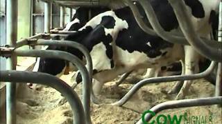 Koe opstaan box slowmotion (CowSignals - Vetvice)