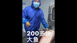 #鱼子酱 #工厂实拍视频 #抖音美食推荐官 #现场实拍 #美食 开始加工，鱼子酱