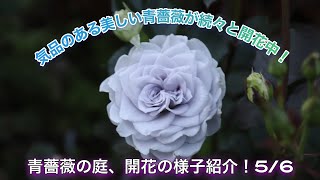 気品のある美しい青薔薇が続々と開花中！　5月6日の青薔薇の庭を紹介！【薔薇】【個人邸】【장미 정원】