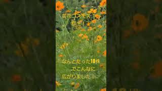 黄花コスモスの群生！🌠なんと10年前に10株からこんなに広がるなんて！