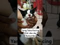 Kasihan Kucing Ini Terluka #shorts #kucing #pencintakucing